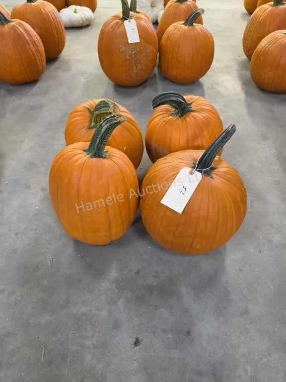 4 Large Pumpkins