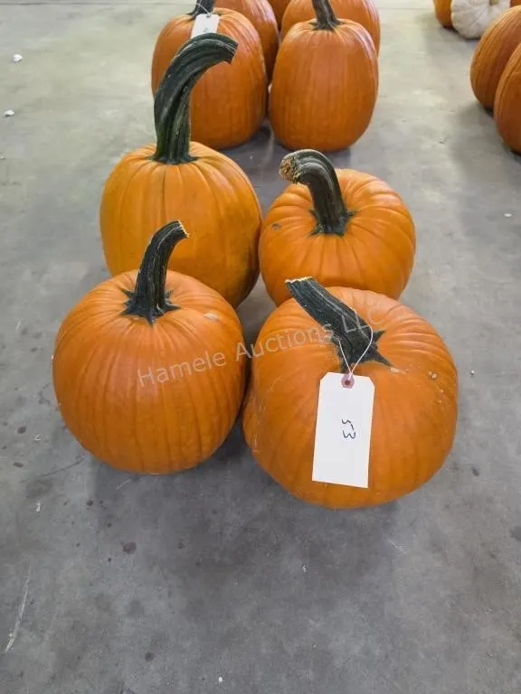 4 Large Pumpkins
