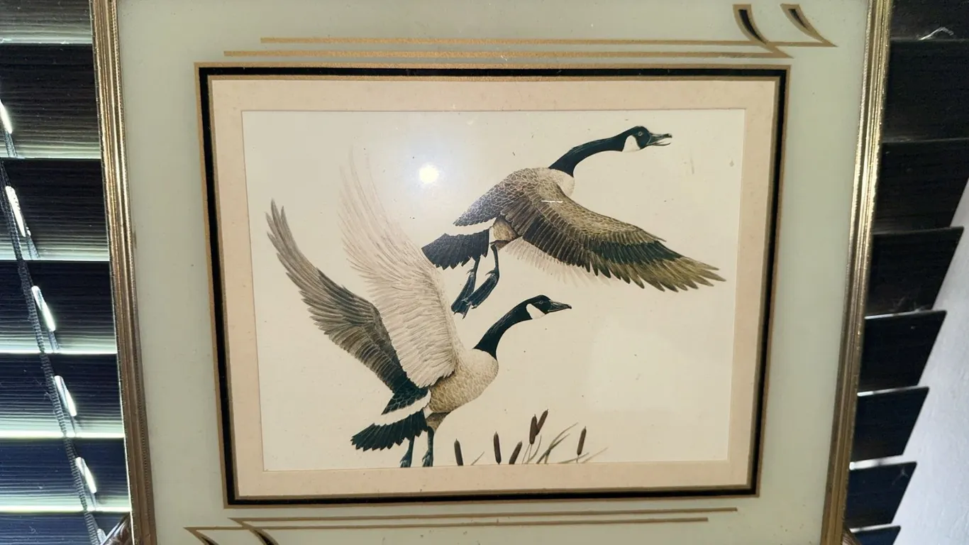 Framed Print of Two Canada Geese in Flight