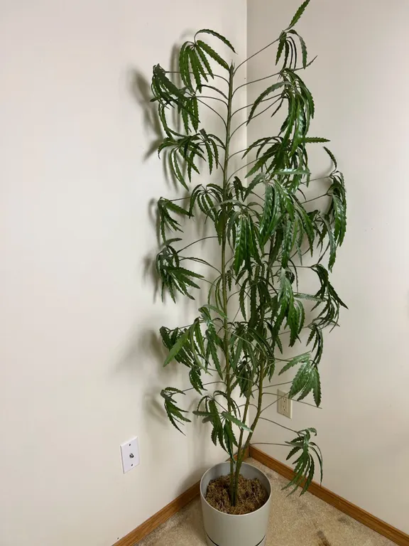Faux House Plant