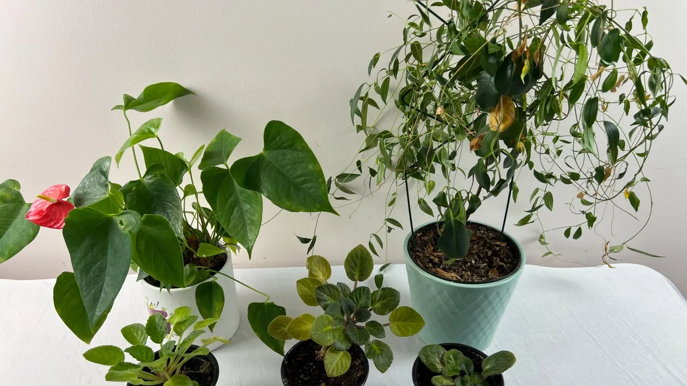 House Plants