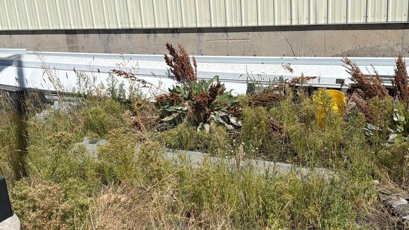 GROWING GUTTER PANS LOT