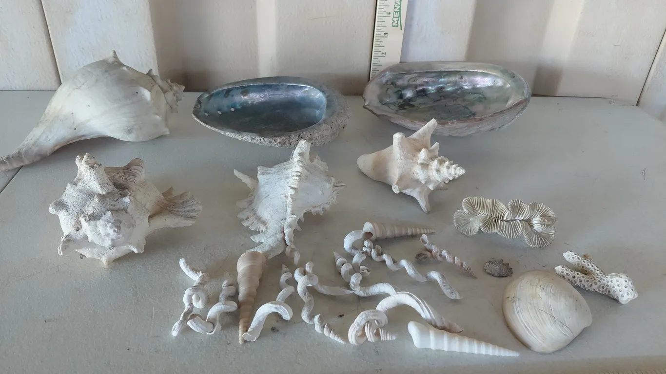 Assorted Sea Shells