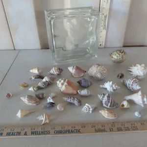 Glass Decor Block W/Assorted Sea Shells  & Puffer Fish 7.75"X7.75"X3.75"