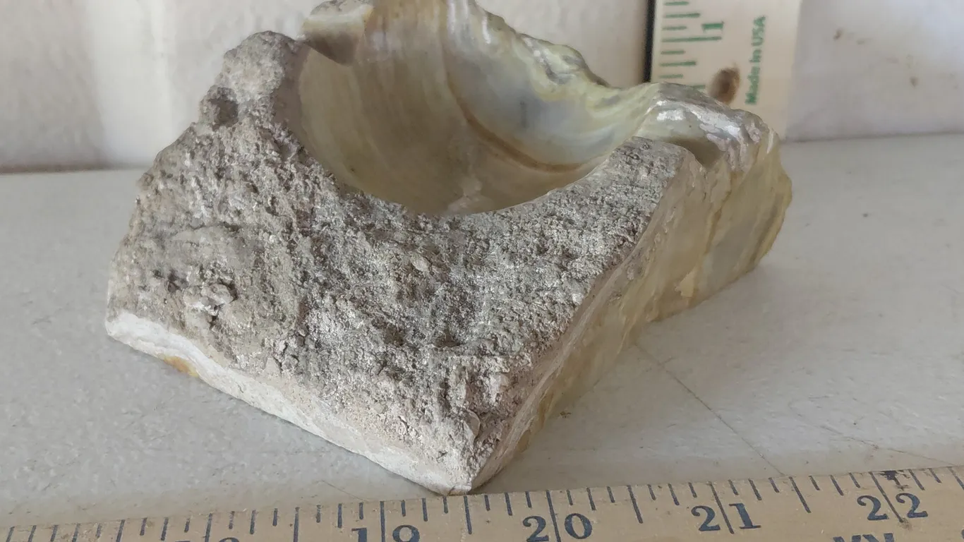Vintage Carved/Polished Petrified Wood Ashtray