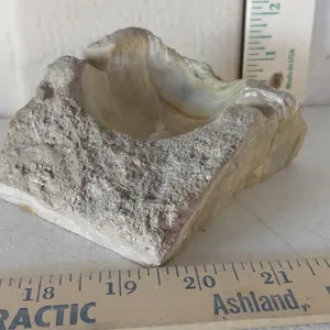 Vintage Carved/Polished Petrified Wood Ashtray