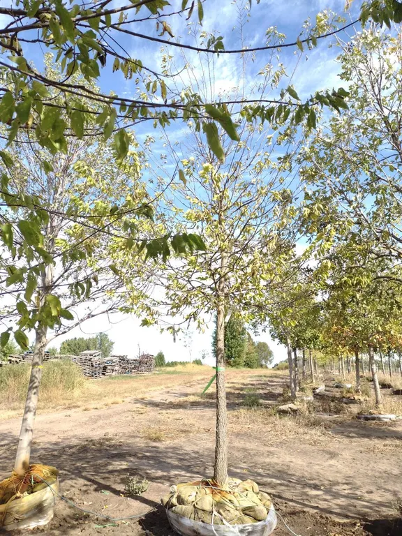 COMMON HACKBERRY 4"