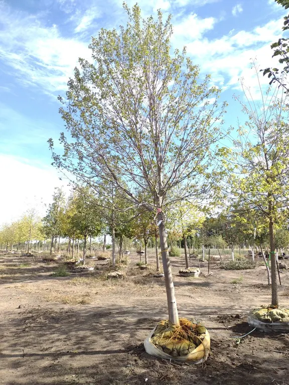 SIENNA GLEN MAPLE 4"
