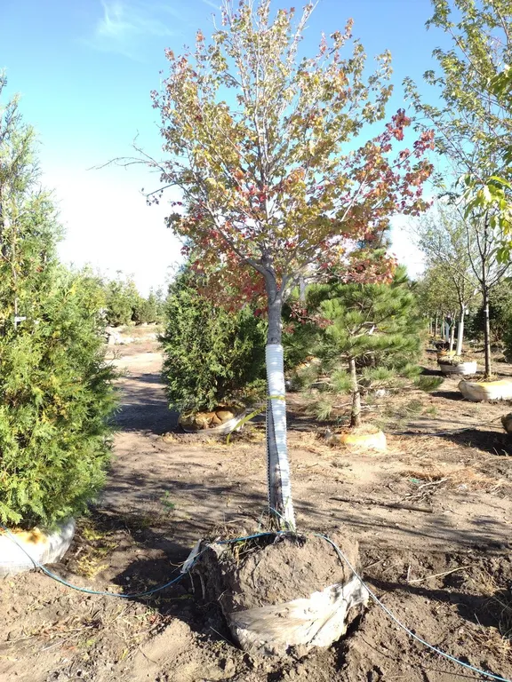 SUN VALLEY RED MAPLE 3.5"