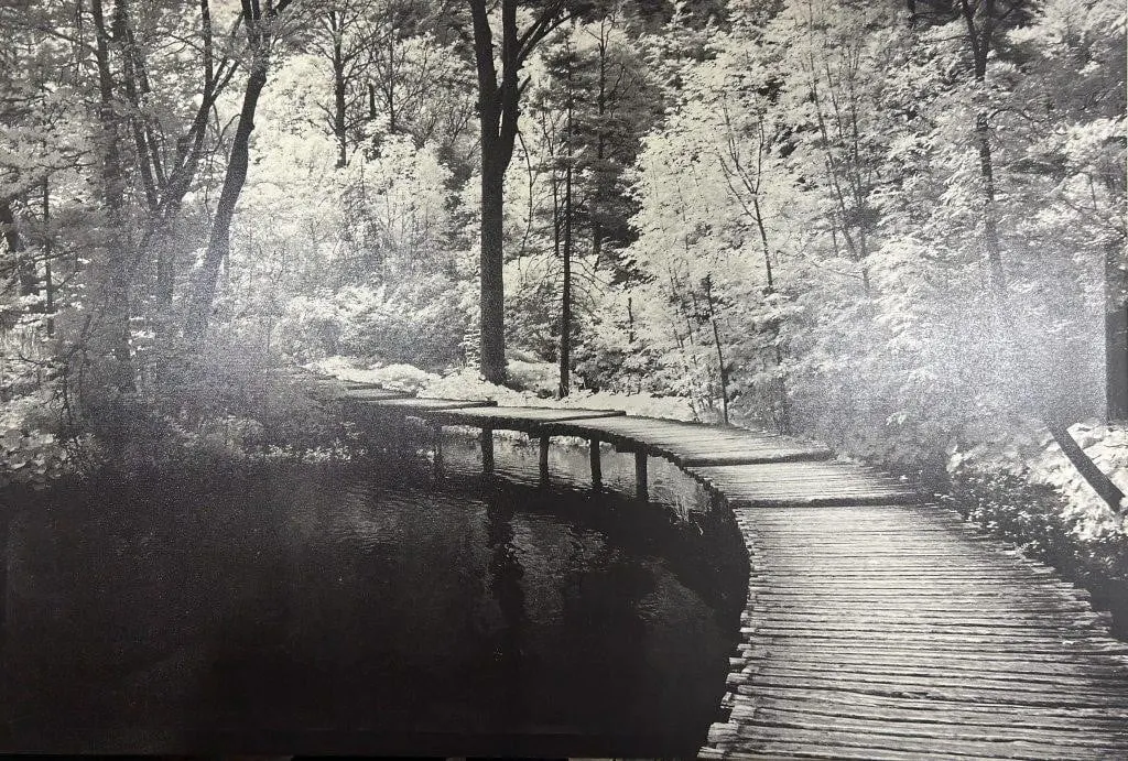 CONTEMPORARY MONOCHROME FOREST PATHWAY CANVAS