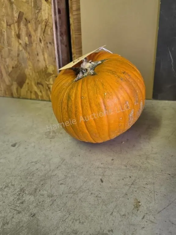 1 pumpkin