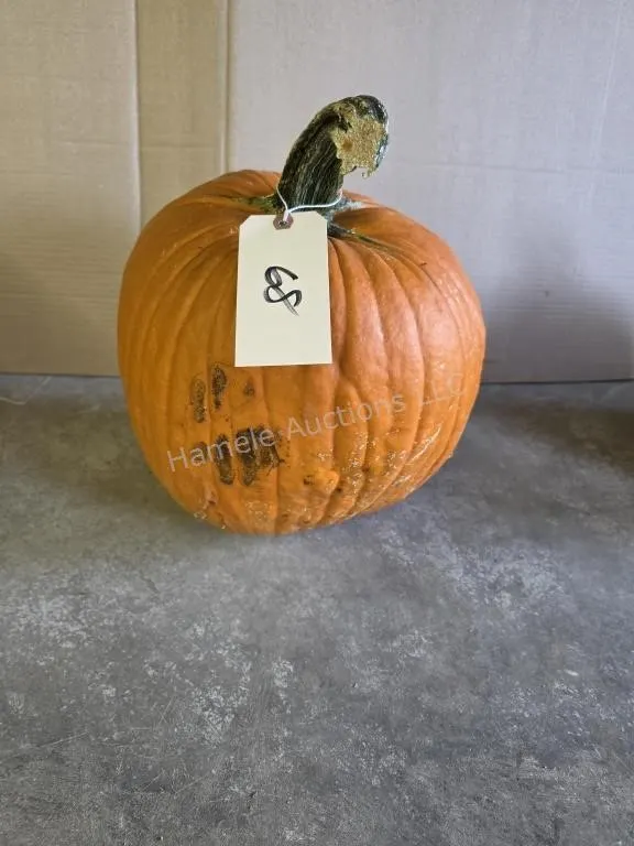 1 pumpkin