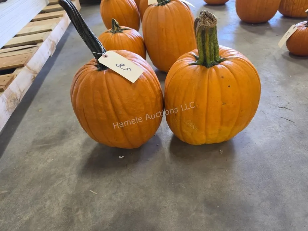 2 large Pumpkins