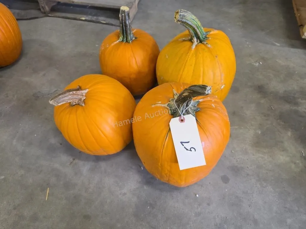 4 varying size Pumpkins