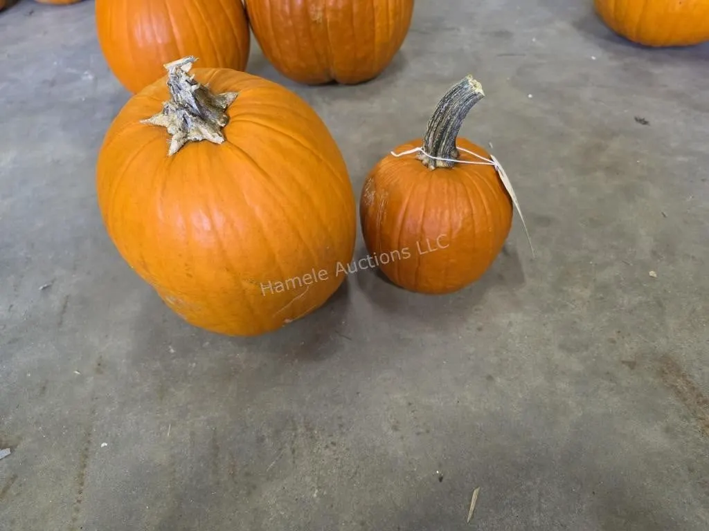 2 smaller Pumpkins