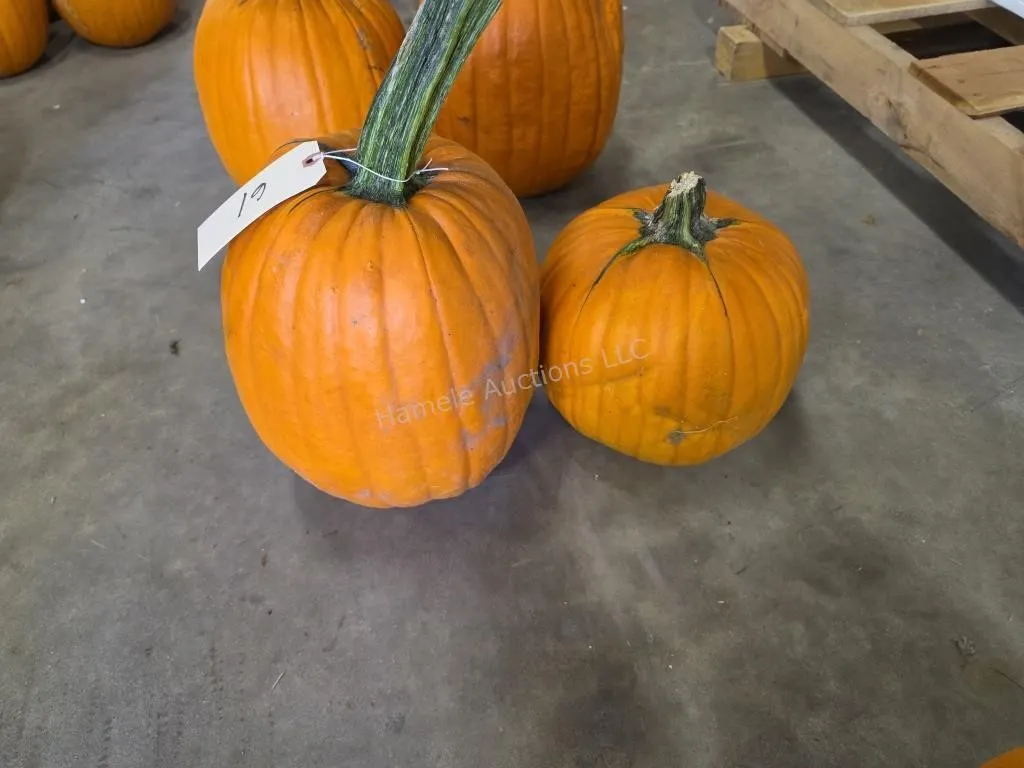 2 Pumpkins