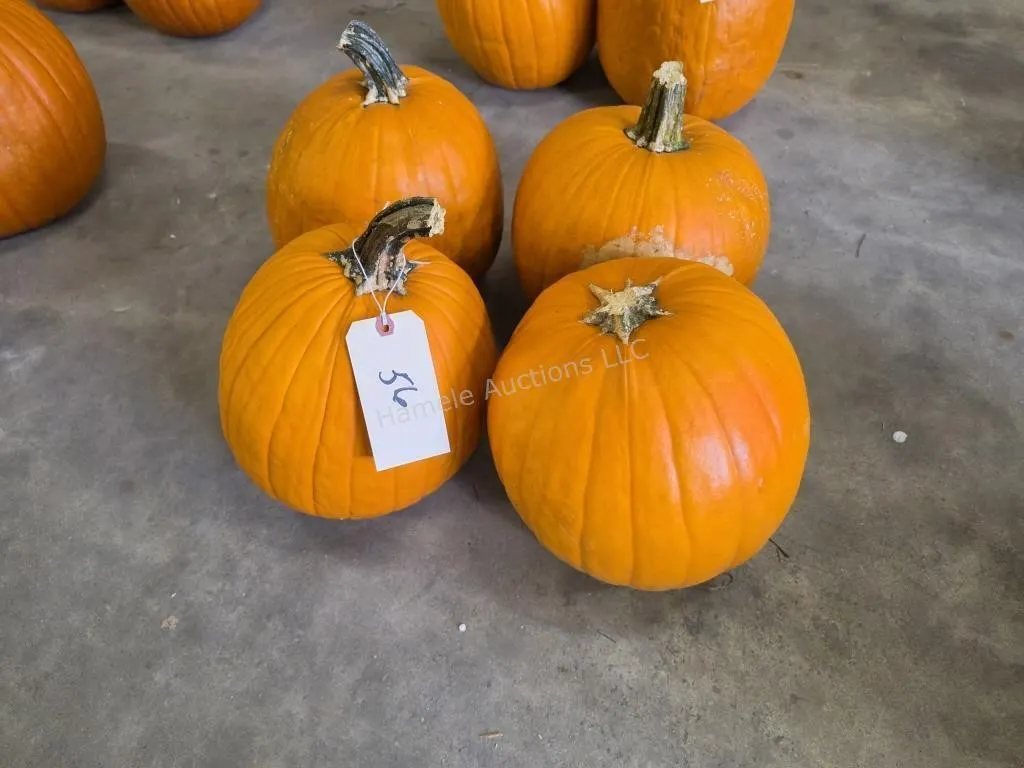 4 medium size Pumpkins