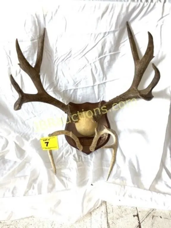 SET OF TWO ANTLERS