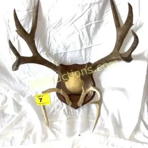 SET OF TWO ANTLERS