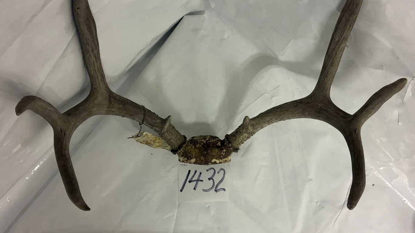 Deer Antler w/Tags