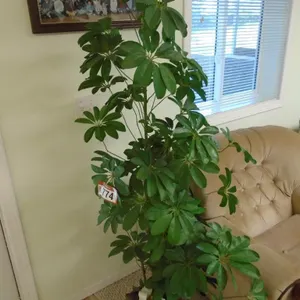 Artificial Plant