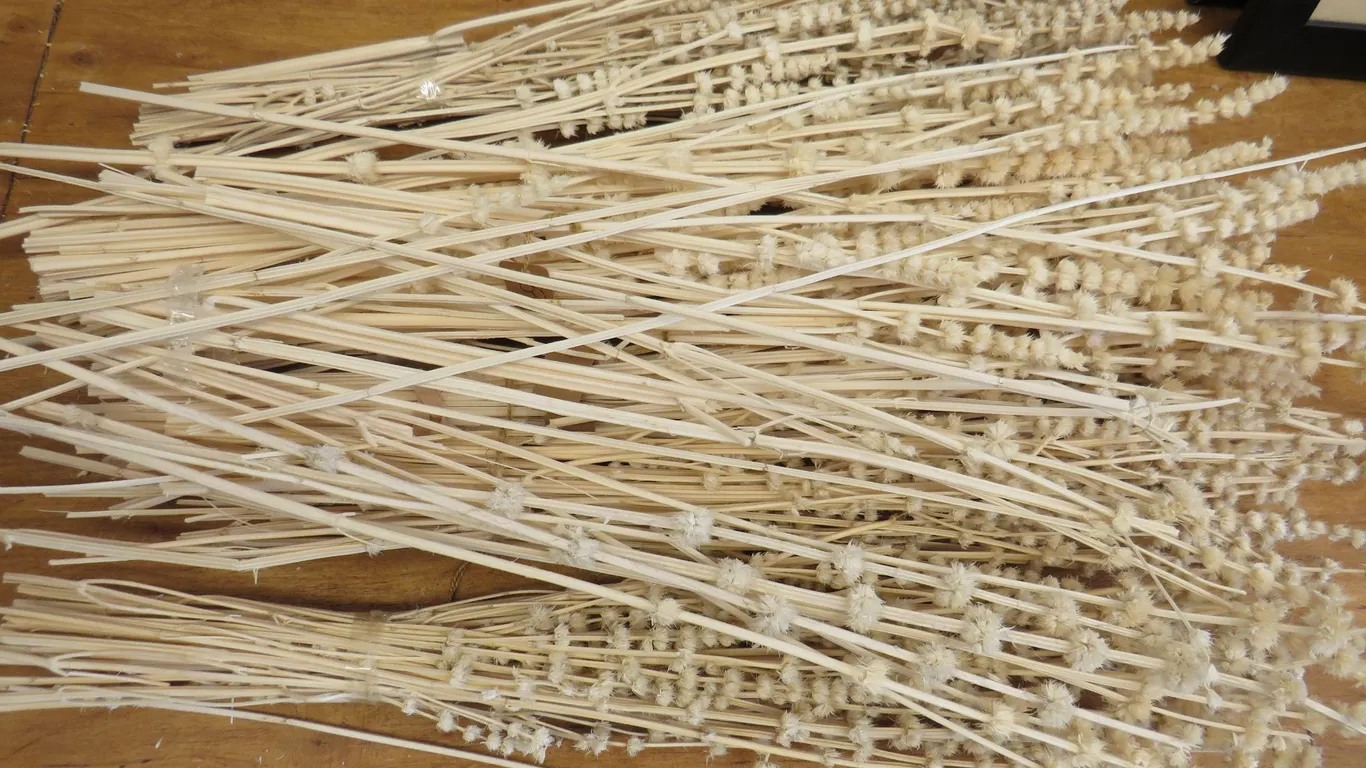 Dried Botanical Stems