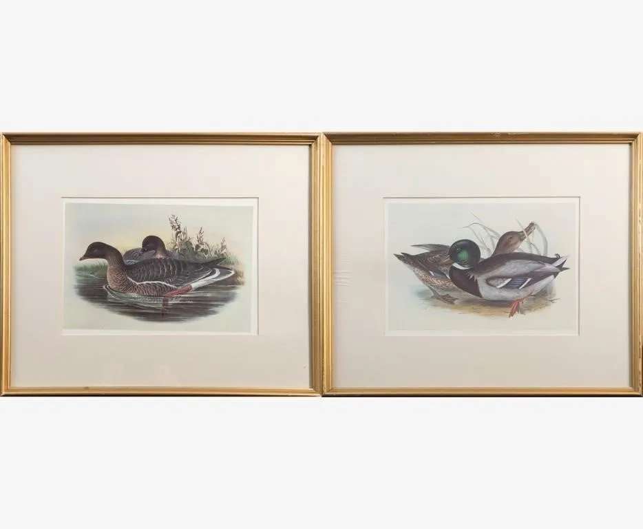 PAIR OF WATERFOWL ORNITHOLOGICAL ART PRINTS