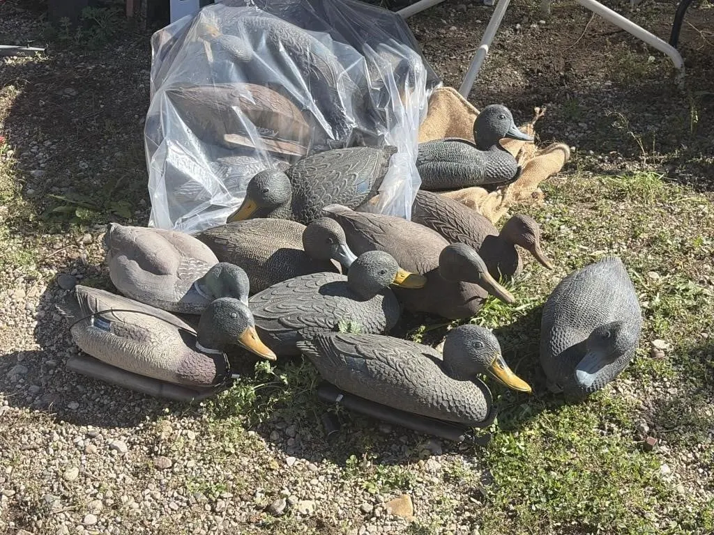 Various Decoy Ducks