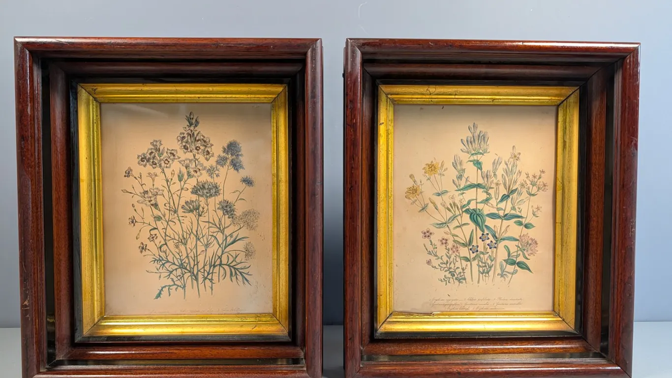 Framed Botanical Prints, Set of 2