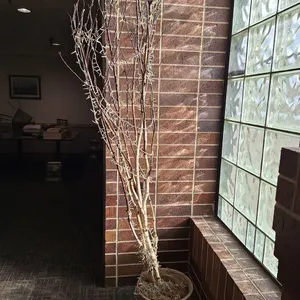 2 Fake Birch in Pot with Lights, Approx. 84"
