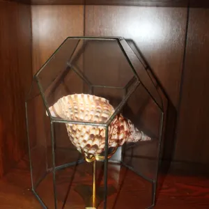 Seashell Display Case