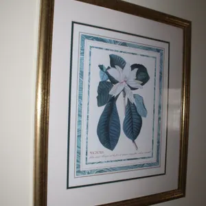 Magnolia Botanical Art