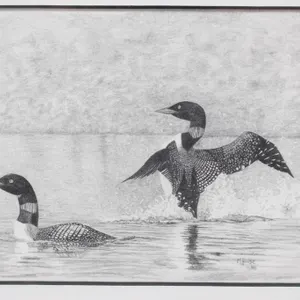 "Common Loons" framed print by Marc Houde
