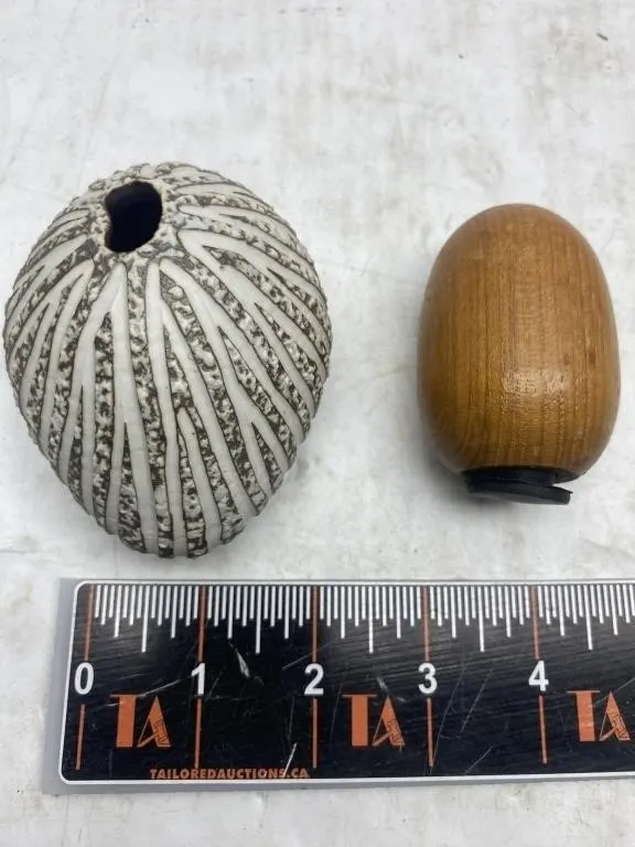 Sea Urchin Shell & Wooden Egg