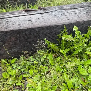 (2) 12' Beams