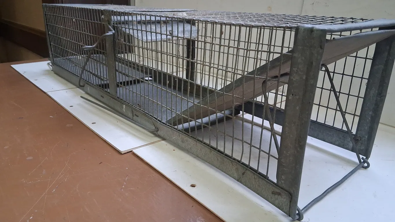 Galvanized Live Trap
