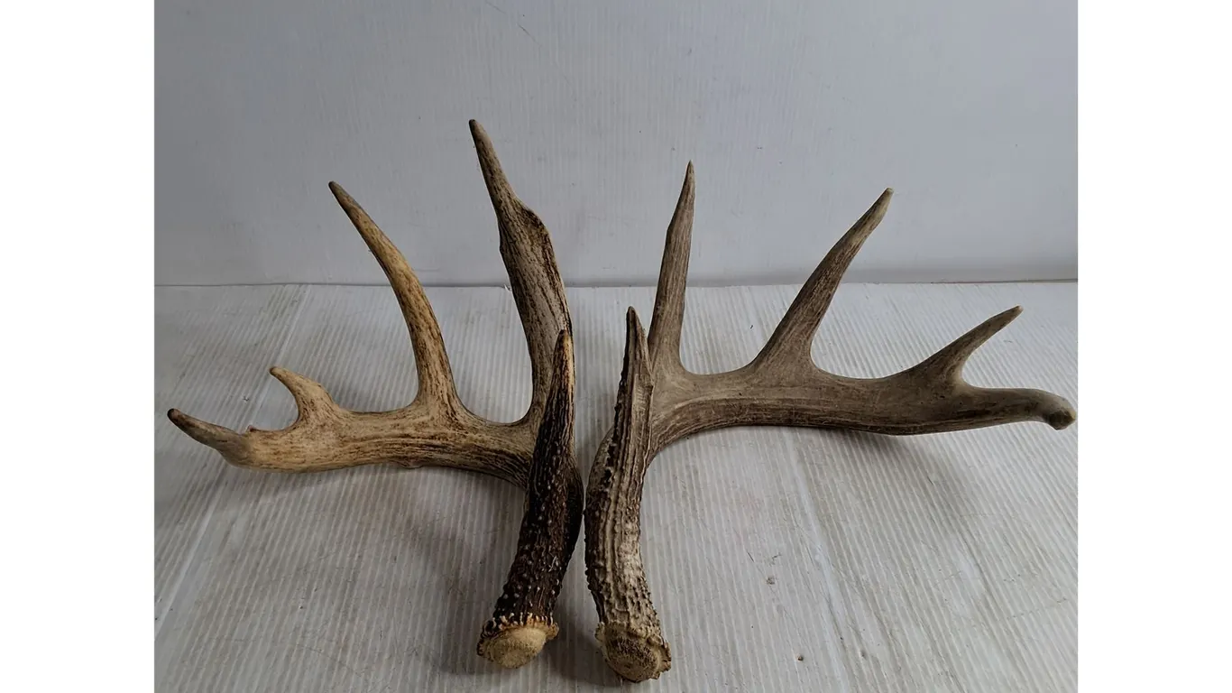 (2) Deer Antler Sheds, Pickup Preferred