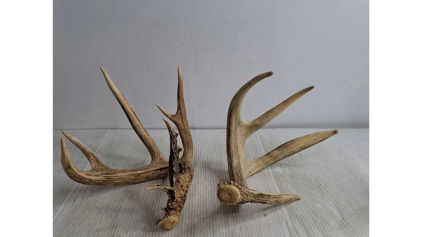 (2) Deer Antler Sheds, Pickup Preferred