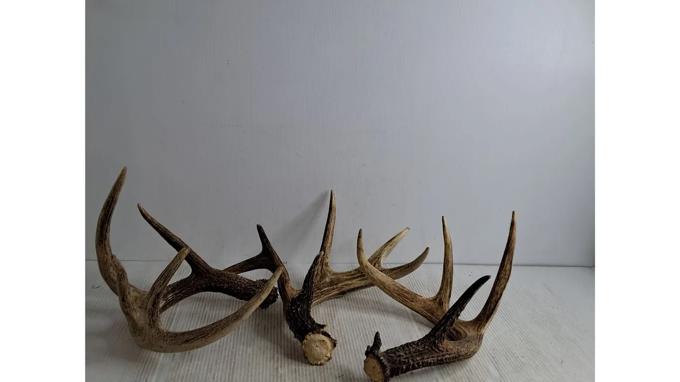 (3) Antler Deer Sheds, Pickup Preferred