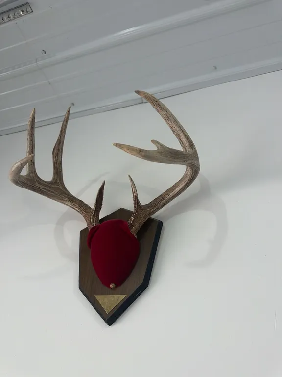 4x5 whitetail horns