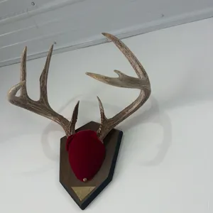 4x5 whitetail horns