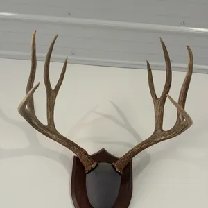 4x4 Muley horns