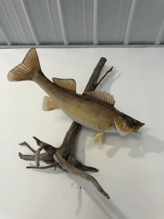 Trophy walleye 7-8 lbs
