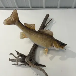 Trophy walleye 7-8 lbs
