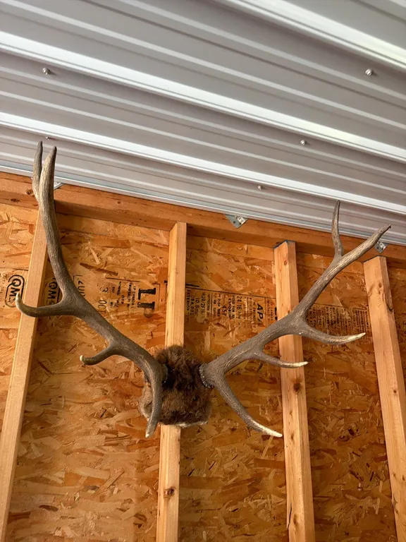 Elk horns