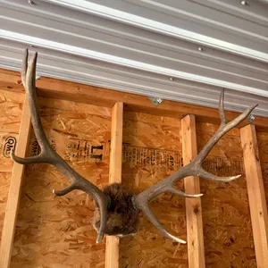 Elk horns