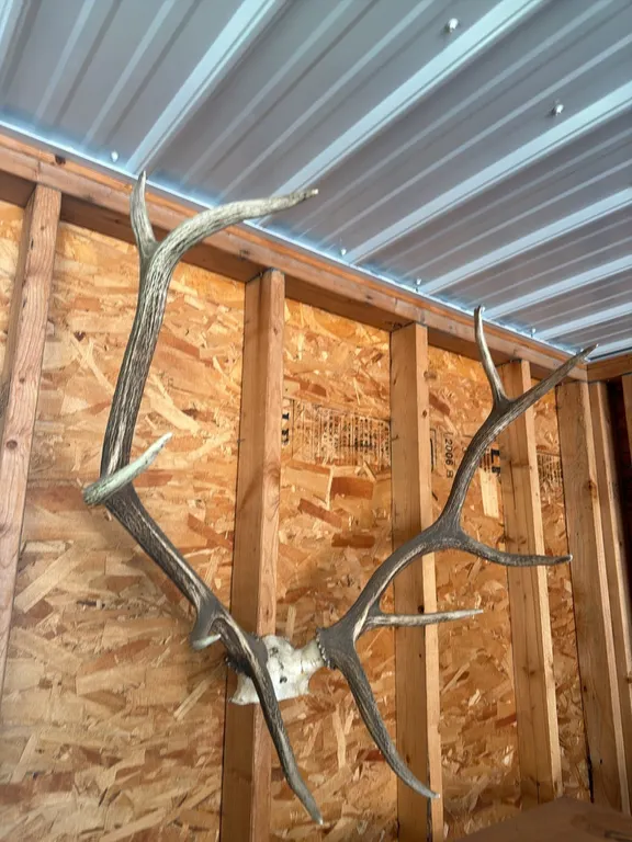 Elk horns