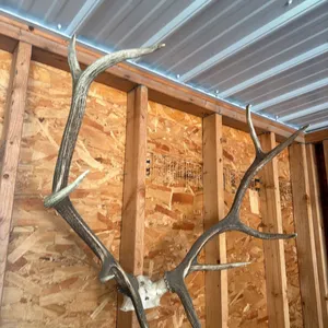 Elk horns