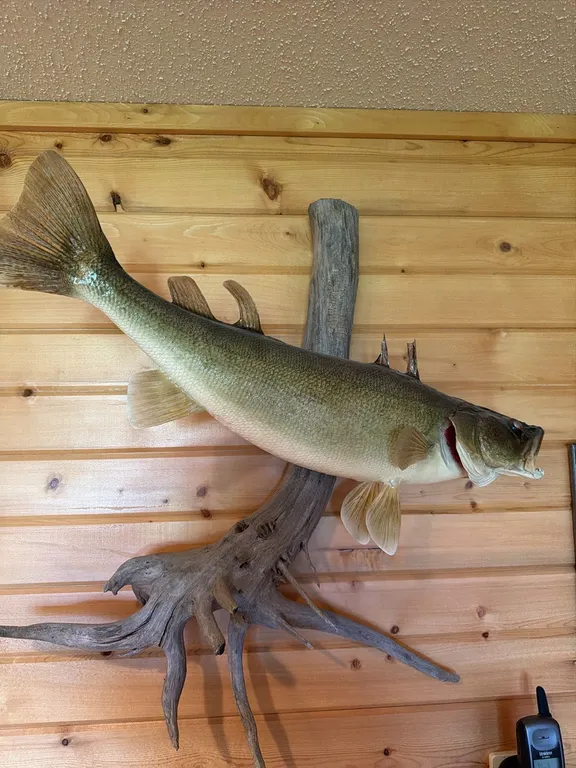 Trophy Walleye