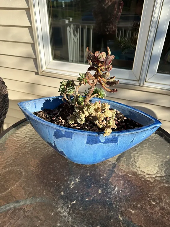 Plant and planter